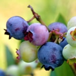 Blueberry, Vernon (Rabbiteye)