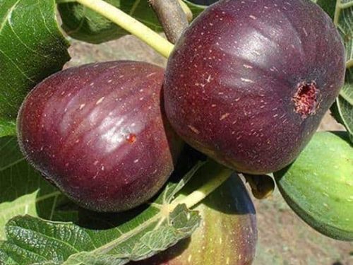 Fig, Brown Turkey