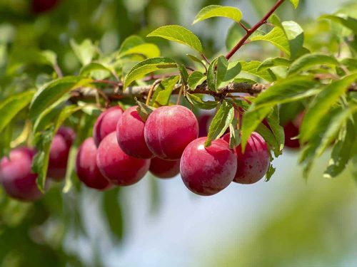 Plum Dwarf, Burbank