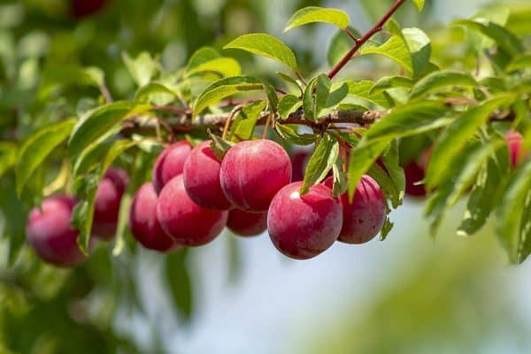 Plum Standard, Burbank