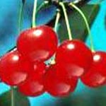 Cherry Standard, Early Richmond