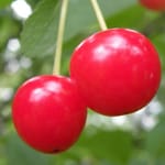 Cherry Standard, Montmorency