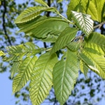 Chestnut, Chinese