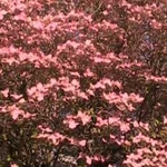 Dogwood, Pink Native
