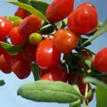 Goji