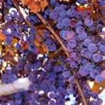 Grape, Concord