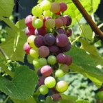 Grape, Mars Seedless