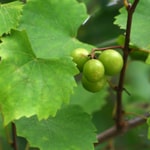 Grape, Muscadine Nesbitt