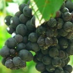 Grape, Muscadine Noble