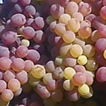 Grape, Muscadine Southern Home