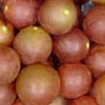 Grape, Muscadine Triumph