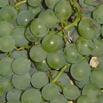 Grape, Niagra