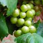 Grape, Scuppernong