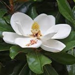 Magnolia, Southern