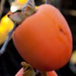Persimmon, Ruby