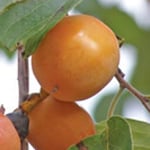 Persimmon, Weber