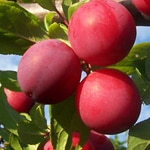 Plum Dwarf, Santa Rosa