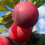 Plum Standard, Santa Rosa