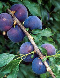 Plumcot Dwarf, Spring Satin