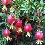 Pomegranate, Russian