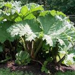 Rhubarb, Standard