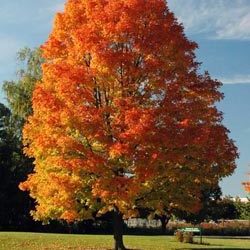 Sassafras, Native