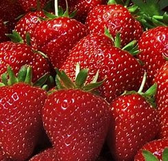 Strawberry (Everbearing), Seascape (10 plants)