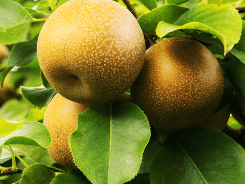 Pear Standard, Shinko (Asian)