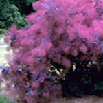 Smoke Tree, Purple