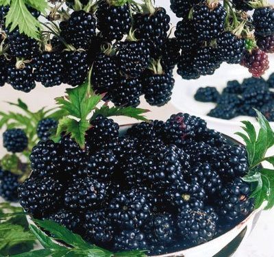 Blackberry, Triple Crown