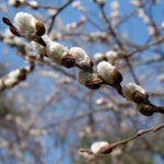Willow, Pussy Willow