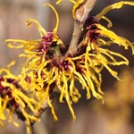 Witchhazel, Common (Hamamelis virginiana)
