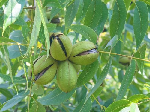 Pecan, Carya Hardy