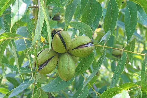 Pecan, Carya Hardy
