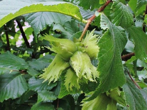 Hazelnut