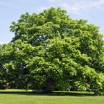 Nut Trees