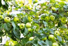 Apple Dwarf, Lodi