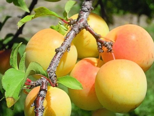 Plum Standard, Gold