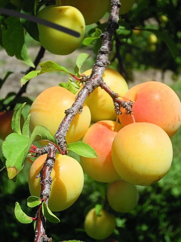 Plum Standard, Gold