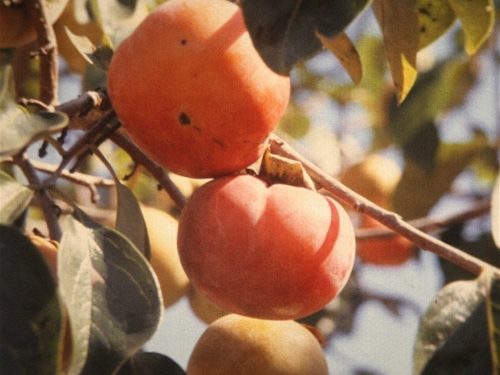 Persimmon, Matasumoto