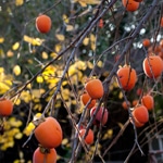 Persimmon, American Common