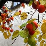 Persimmon, Hachiya (astringent)