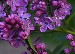 Lilac, Purple
