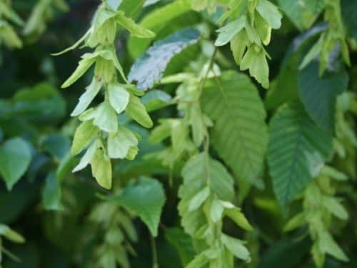American Hornbeam (Carpinus caroliniana)