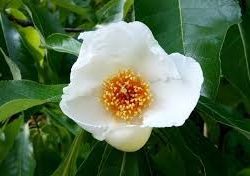 Franklin Tree (Franklinia alatamaha)