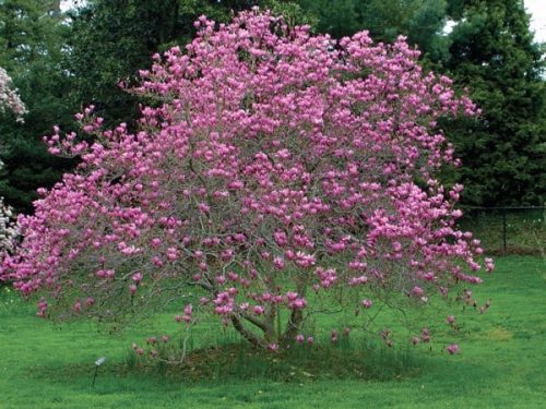 Jane Magnolia (Magnolia liliflora 'Jane')