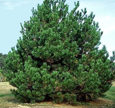 Pine, Japanese Black (Pinus thunbergiana)