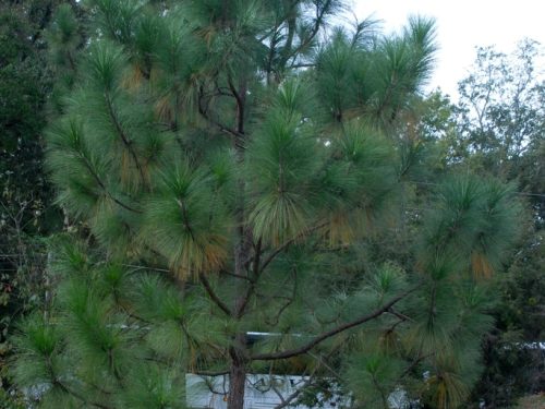 Pine, Longleaf (Pinus palustris)