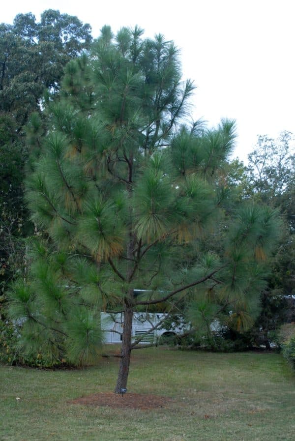 Pine, Longleaf (Pinus palustris)