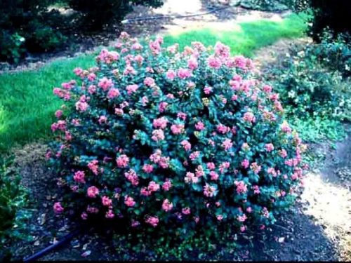 Pocomoke Crape Myrtle (Lagerstroemia 'Pokomoke')